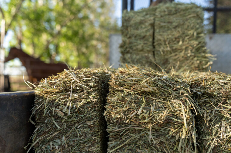 Easyfeed Bale Horse In Background