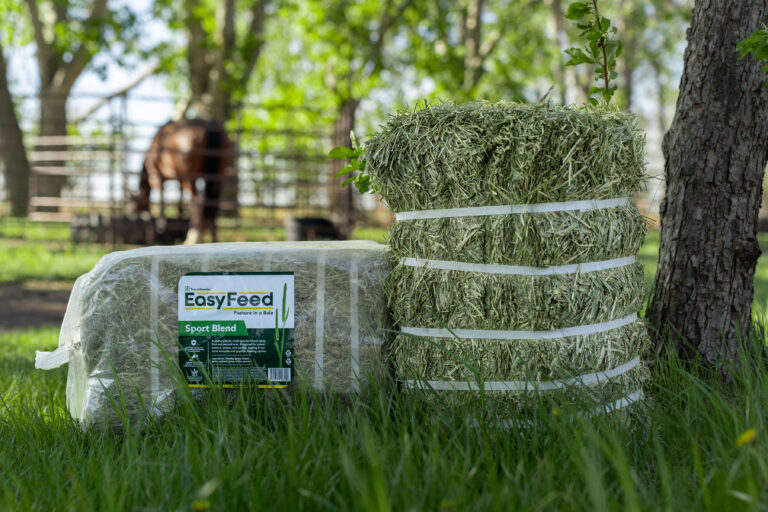 Easyfeed Presentation Bright