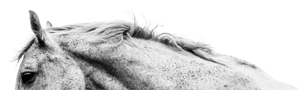 Horse Bg Sm