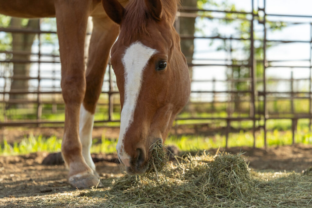 Horse Eating Hay