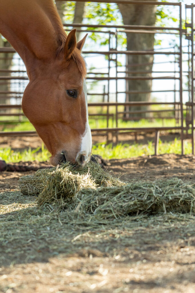 Horse Eating Timothy Hay
