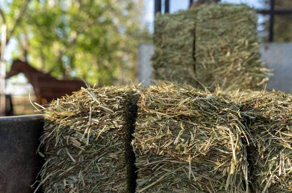 Hay Horse In Background