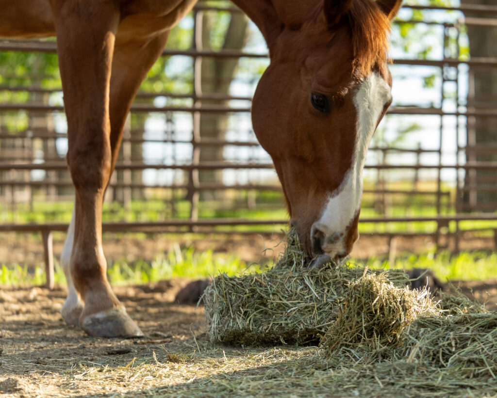 Horse Eating Feed