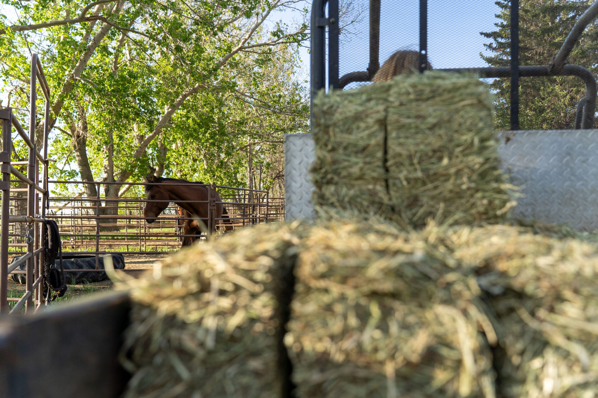 Horse Stables